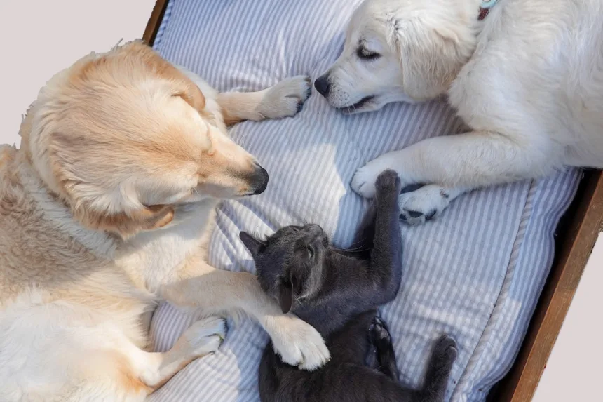 mais da metade dos cristãos possuem cães ou gatos em casa