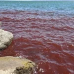 O Mar da Galileia amanheceu recentemente com suas águas tingidas de um vermelho intenso, intrigando moradores e visitantes. Foto: Shiran Unger/Israel Nature and Parks Autorithy