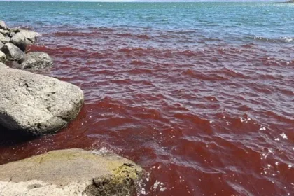 O Mar da Galileia amanheceu recentemente com suas águas tingidas de um vermelho intenso, intrigando moradores e visitantes. Foto: Shiran Unger/Israel Nature and Parks Autorithy