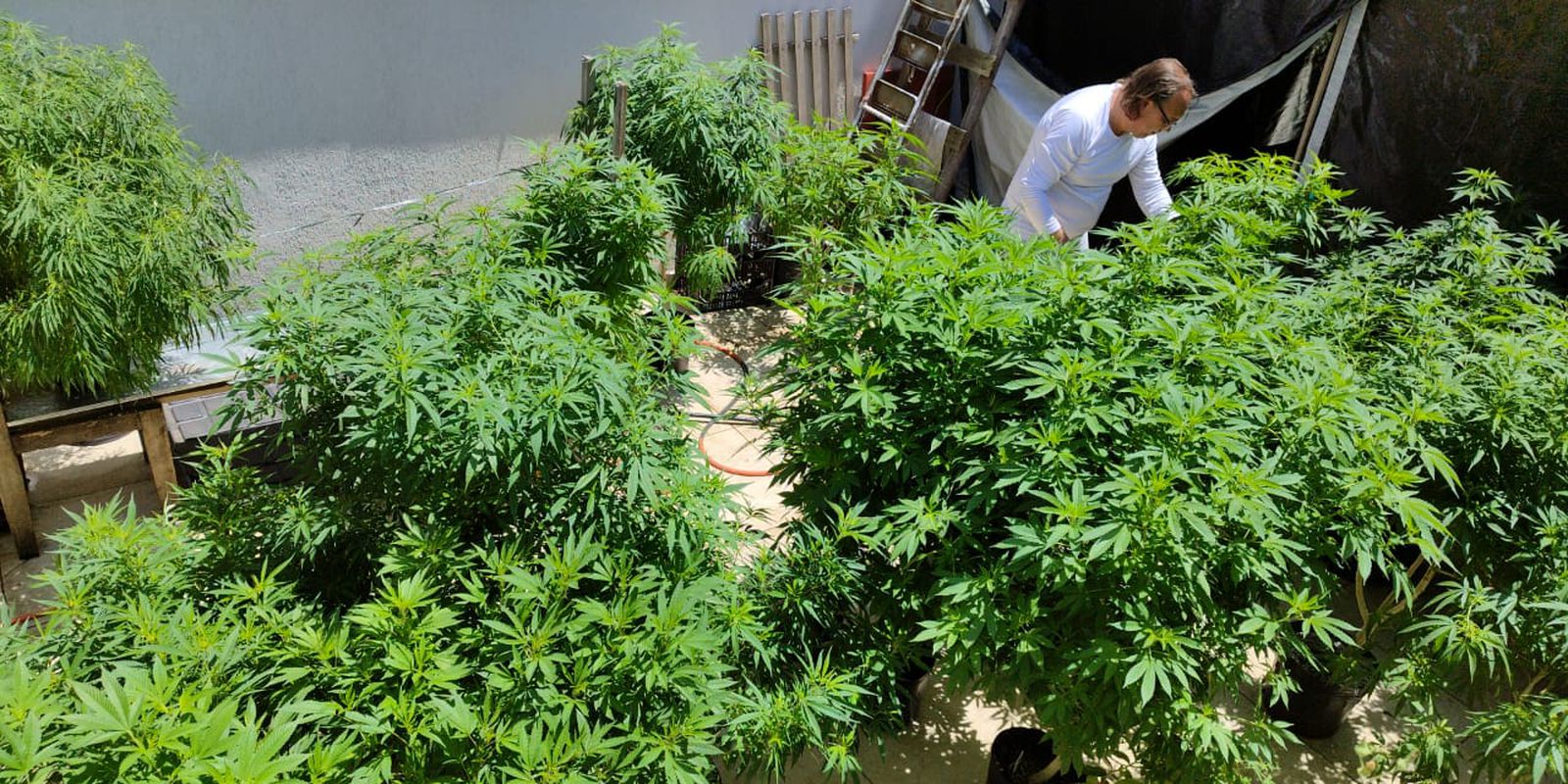 Proibições da Anvisa inviabilizam a importação de cannabis in natura e de partes da planta
