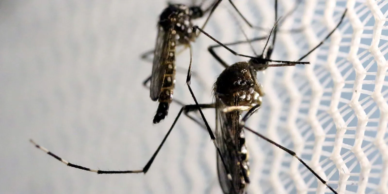 Aumenta o número de notificações sobre o vírus da Zika no país em comparação a 2022