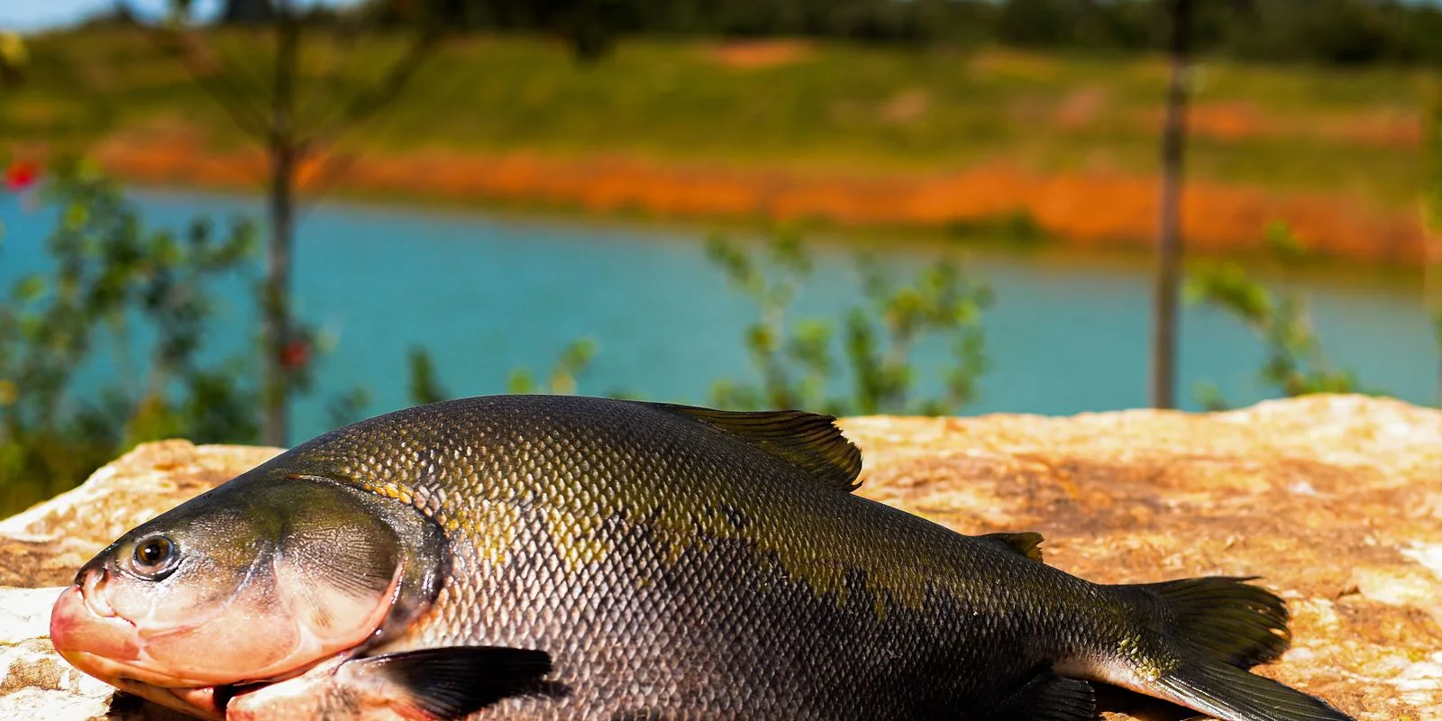 Consumo de pescado no Brasil aumenta em 65% desde 2004