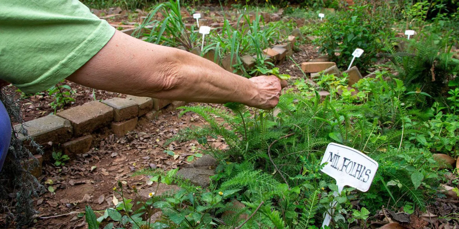 Fiocruz propõe revisão da política de uso de plantas medicinais