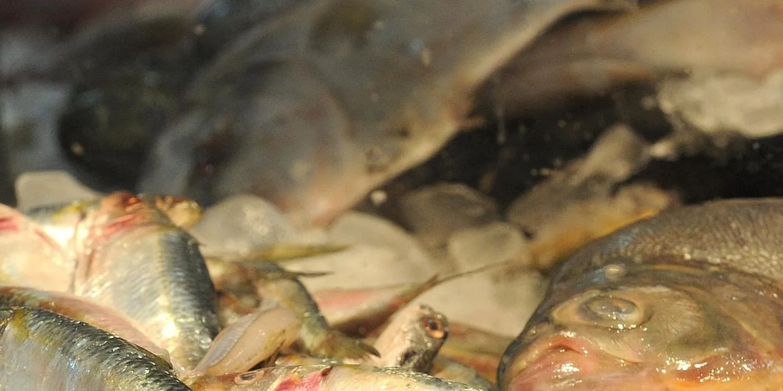 Nesta quinta-feira, no Rio, Ministro inaugura Semana do Pescado