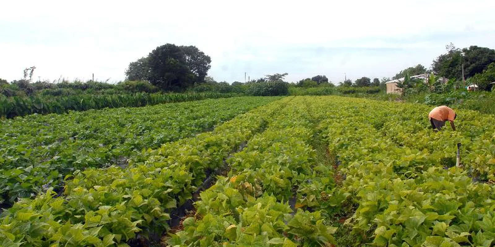 Programa de gestão para cooperativas da agricultura familiar é lançado pelo MDA