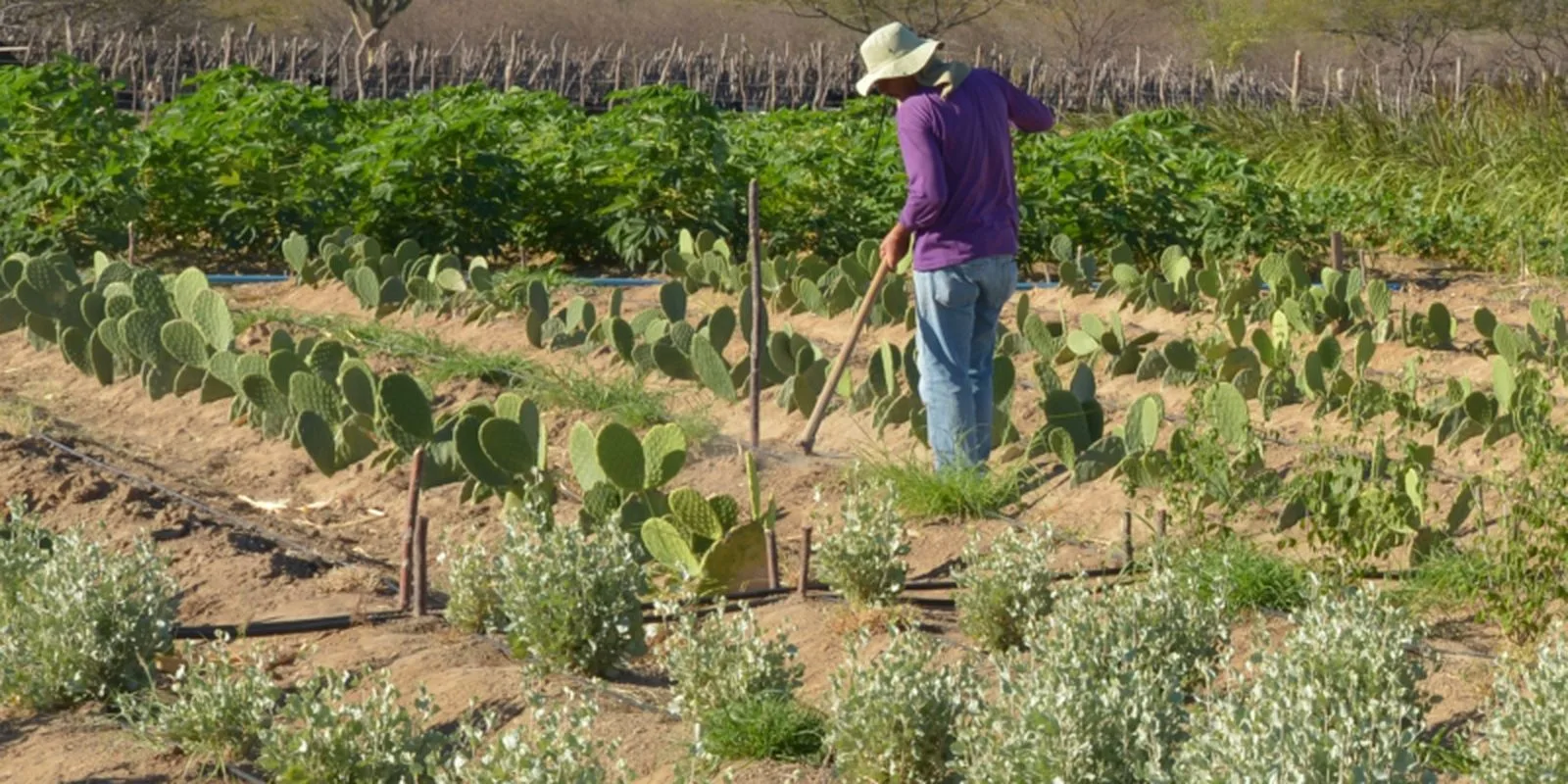 Cerca de 28% dos produtores rurais no país enfrentam inadimplência