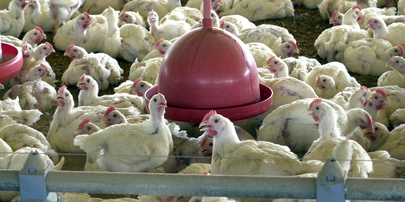 Itamaraty informa que a Argélia permite a entrada de carne de frango proveniente do Brasil