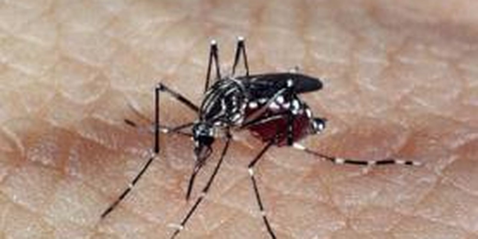 Alerta de profissionais de saúde sobre o ressurgimento do tipo 3 da dengue
