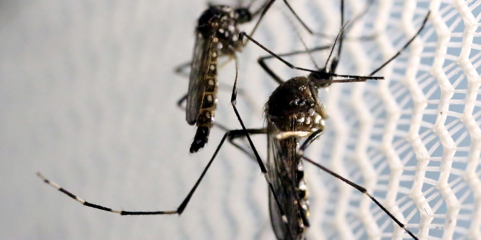 Estado do Rio de Janeiro registra primeiros casos de dengue tipo 3