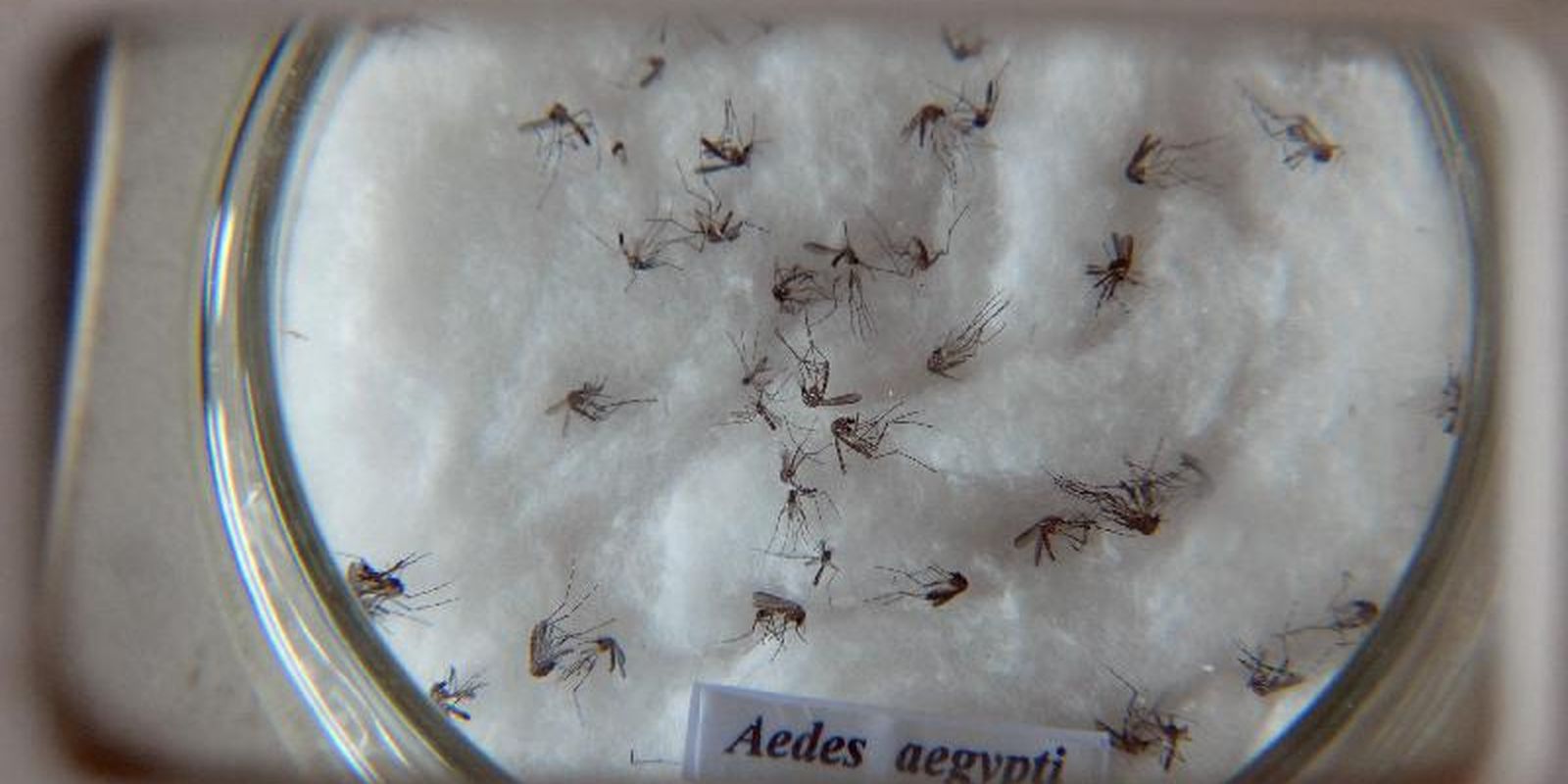 Rio reforça a importância da prevenção à dengue durante o verão