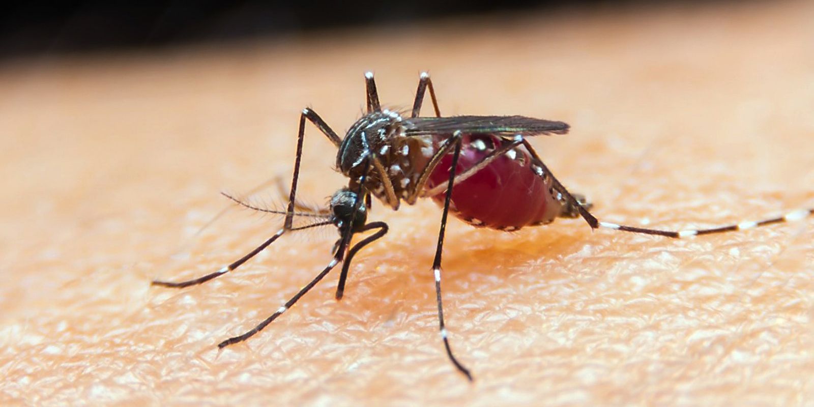 São Paulo registra dois casos de infecção por malária