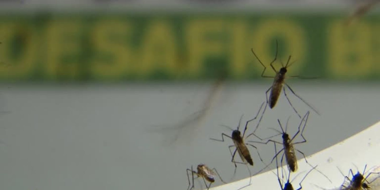 Dengue atinge mais de 17 mil pessoas no Rio de Janeiro em 2022