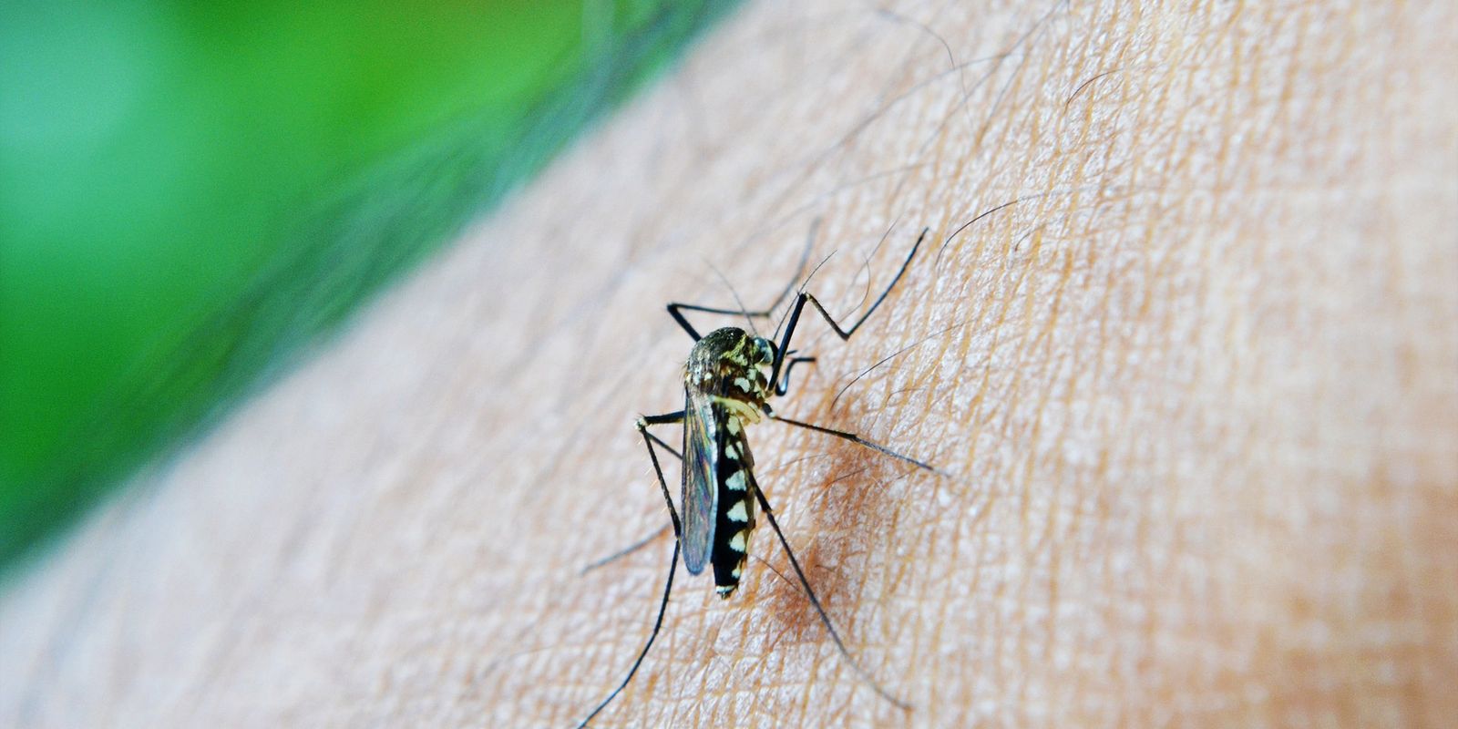 Brasil registra mais de 500 mil casos suspeitos de dengue
