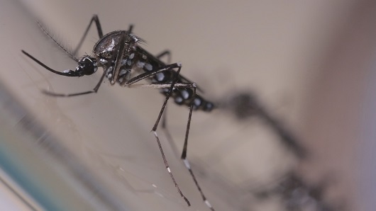 Brasil registra mais de 920 mil casos prováveis de dengue e 184 mortes em 2024