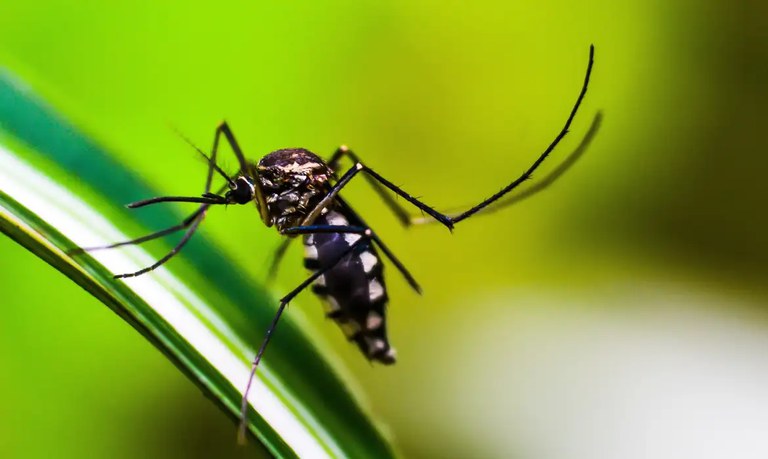 Brasil contabiliza mais de 2,4 milhões de casos de dengue