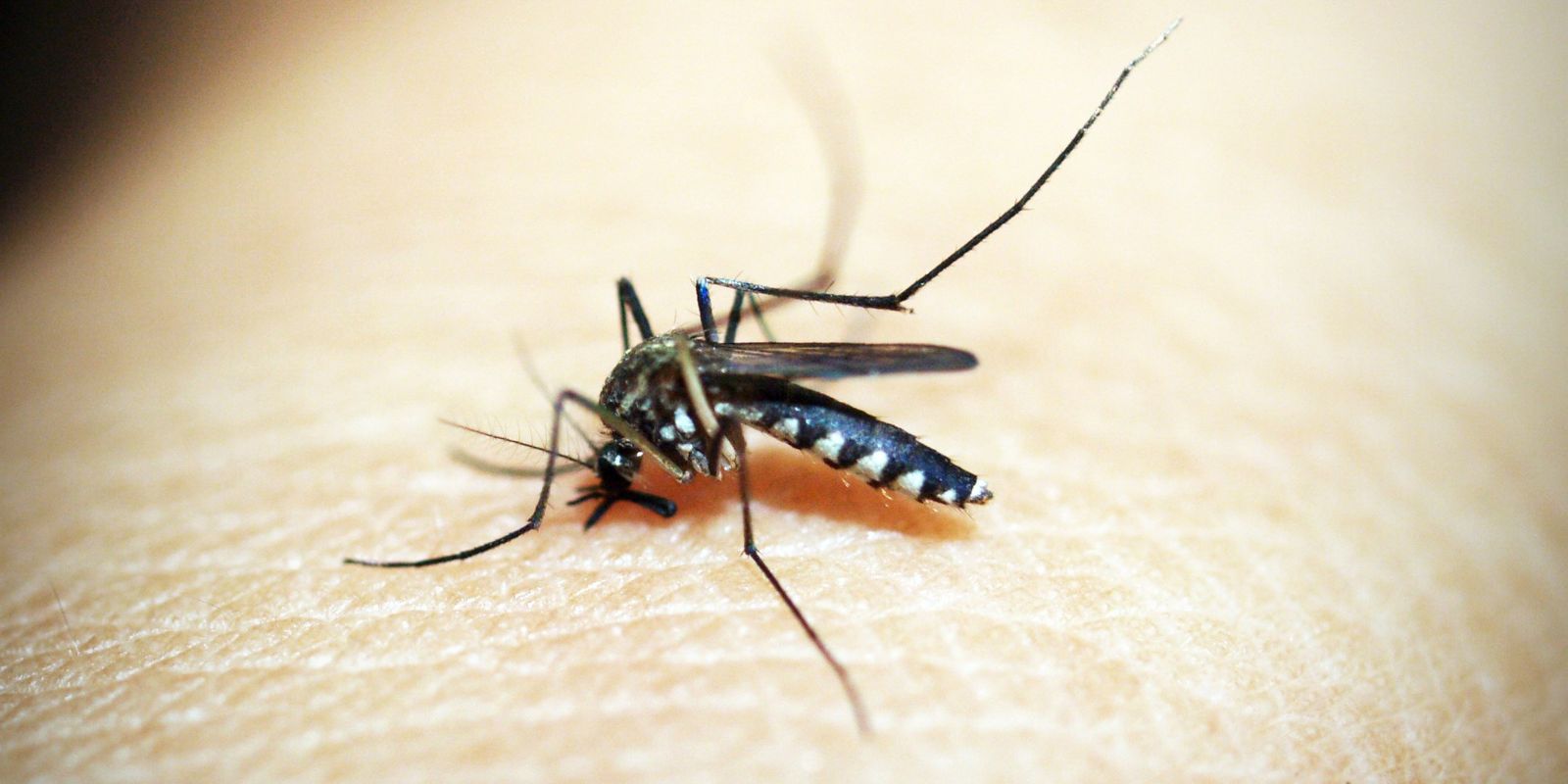 Dengue e chikungunya: epidemia já custa R$ 1,2 bilhão à saúde pública