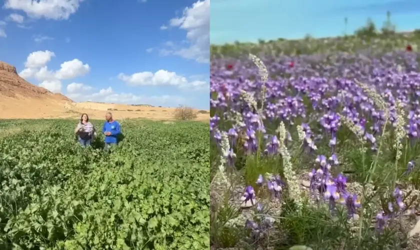 Deserto em Israel ao florescer após chuvas recentes, chamando atenção por sua beleza e significado espiritual. Foto: Reprodução/YouTube/Israel com a Aline