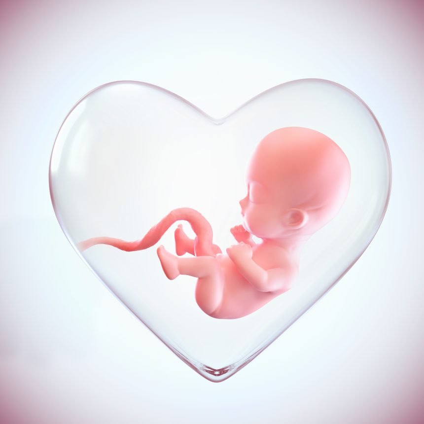 Aborto no Brasil / Feto dentro da forma de coração do útero, amor do conceito de mãe, ilustração 3D medicamente precisa de um feto na semana com traçado de recorte. Foto Ilustrativa