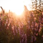 A imagem captura um campo florido ao pôr do sol, com as flores roxas e rosadas da lavanda em foco. Os caules finos e as espigas floridas se estendem em direção ao céu, criando uma textura delicada e vibrante. O sol, posicionado atrás das flores, as ilumina intensamente, realçando suas cores vibrantes e criando um halo luminoso ao redor delas.