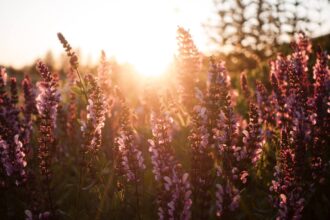 A imagem captura um campo florido ao pôr do sol, com as flores roxas e rosadas da lavanda em foco. Os caules finos e as espigas floridas se estendem em direção ao céu, criando uma textura delicada e vibrante. O sol, posicionado atrás das flores, as ilumina intensamente, realçando suas cores vibrantes e criando um halo luminoso ao redor delas.