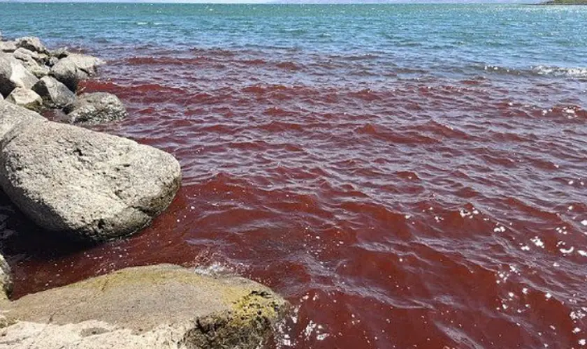 O Mar da Galileia amanheceu recentemente com suas águas tingidas de um vermelho intenso, intrigando moradores e visitantes. Foto: Shiran Unger/Israel Nature and Parks Autorithy