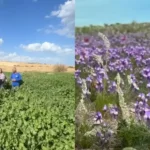 Deserto em Israel ao florescer após chuvas recentes, chamando atenção por sua beleza e significado espiritual. Foto: Reprodução/YouTube/Israel com a Aline