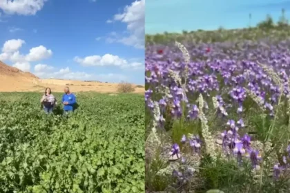 Deserto em Israel ao florescer após chuvas recentes, chamando atenção por sua beleza e significado espiritual. Foto: Reprodução/YouTube/Israel com a Aline